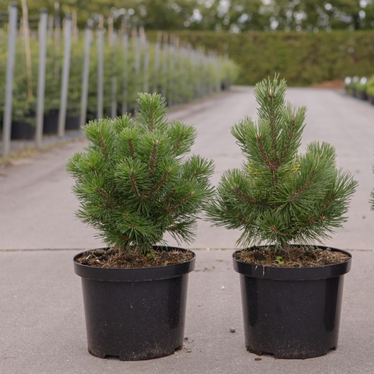 Pinus mugo 'Mumpitz' plant