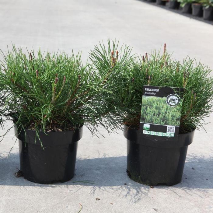 Pinus mugo pumilio plant