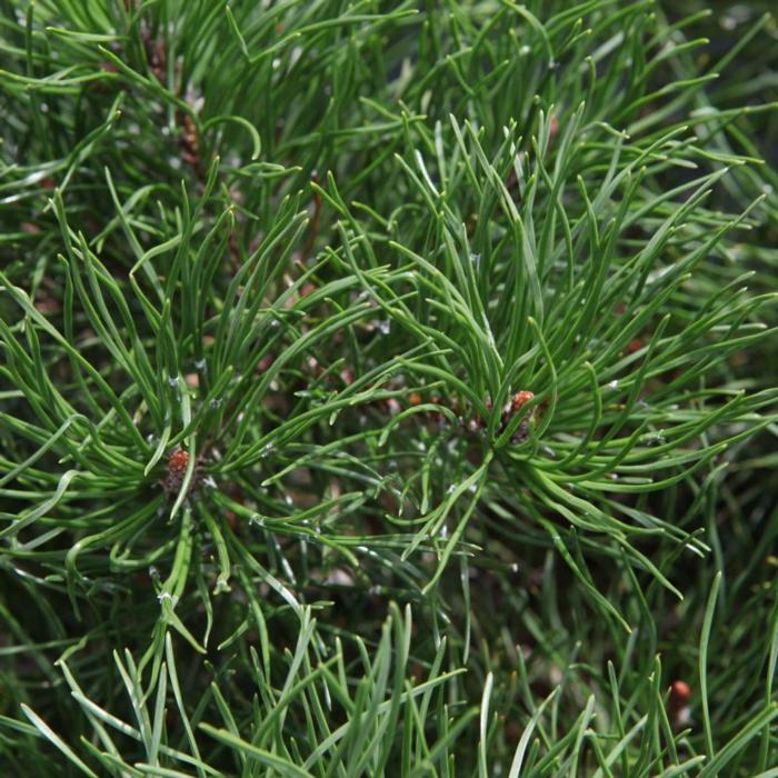 Pinus mugo pumilio plant