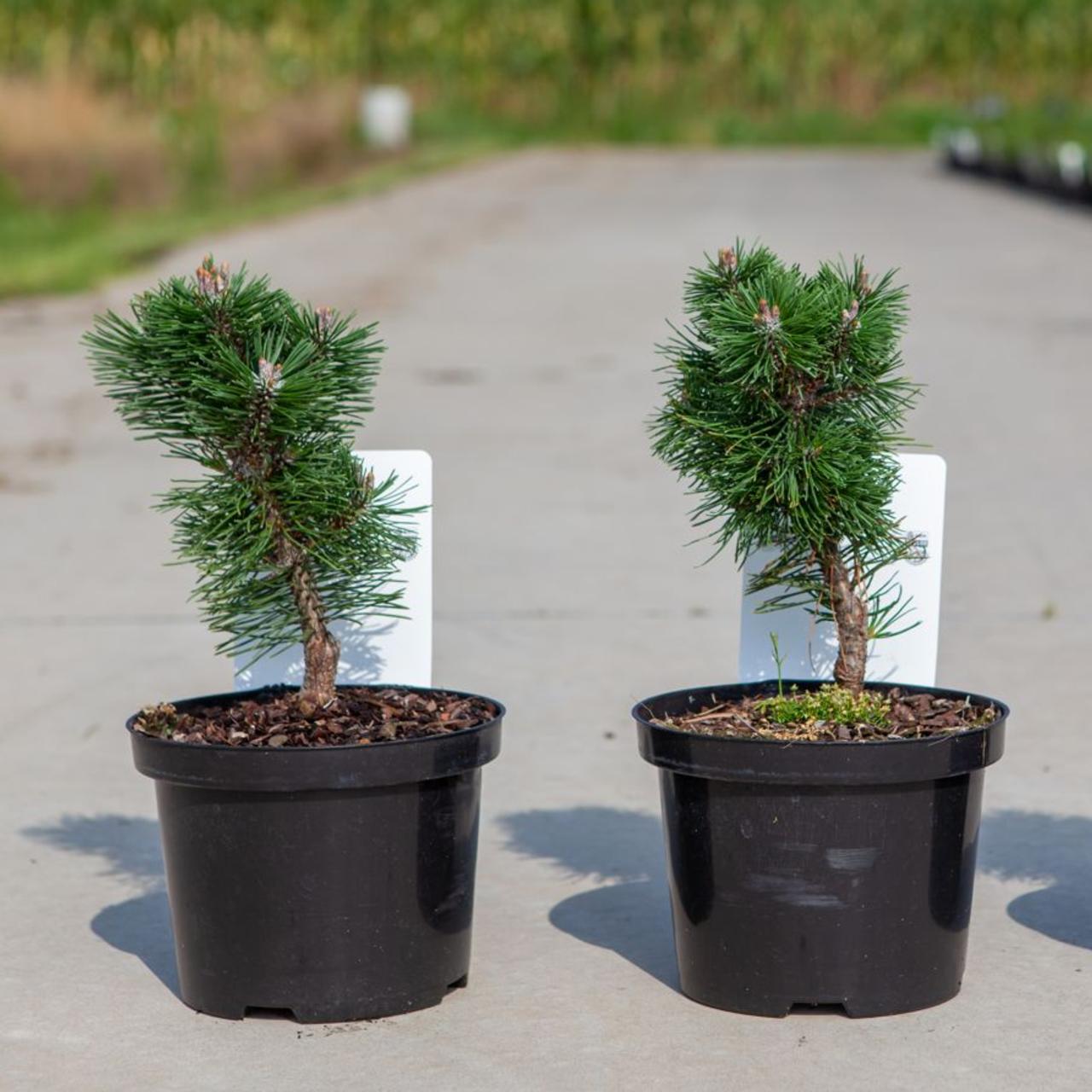Pinus mugo 'Sherwood Compact' plant
