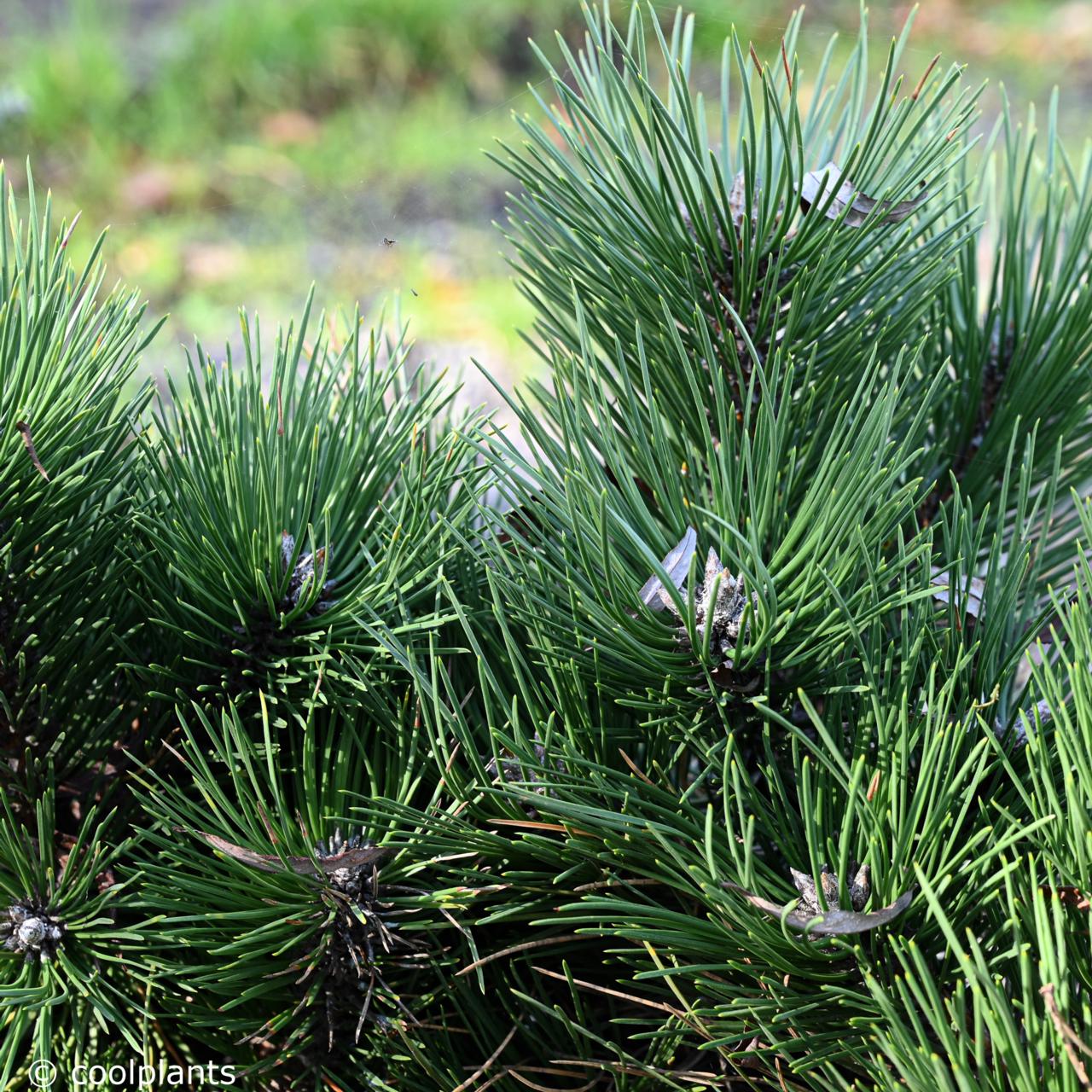 Pinus nigra 'Hornibrookiana' plant
