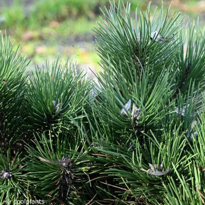 pinus-nigra-hornibrookiana