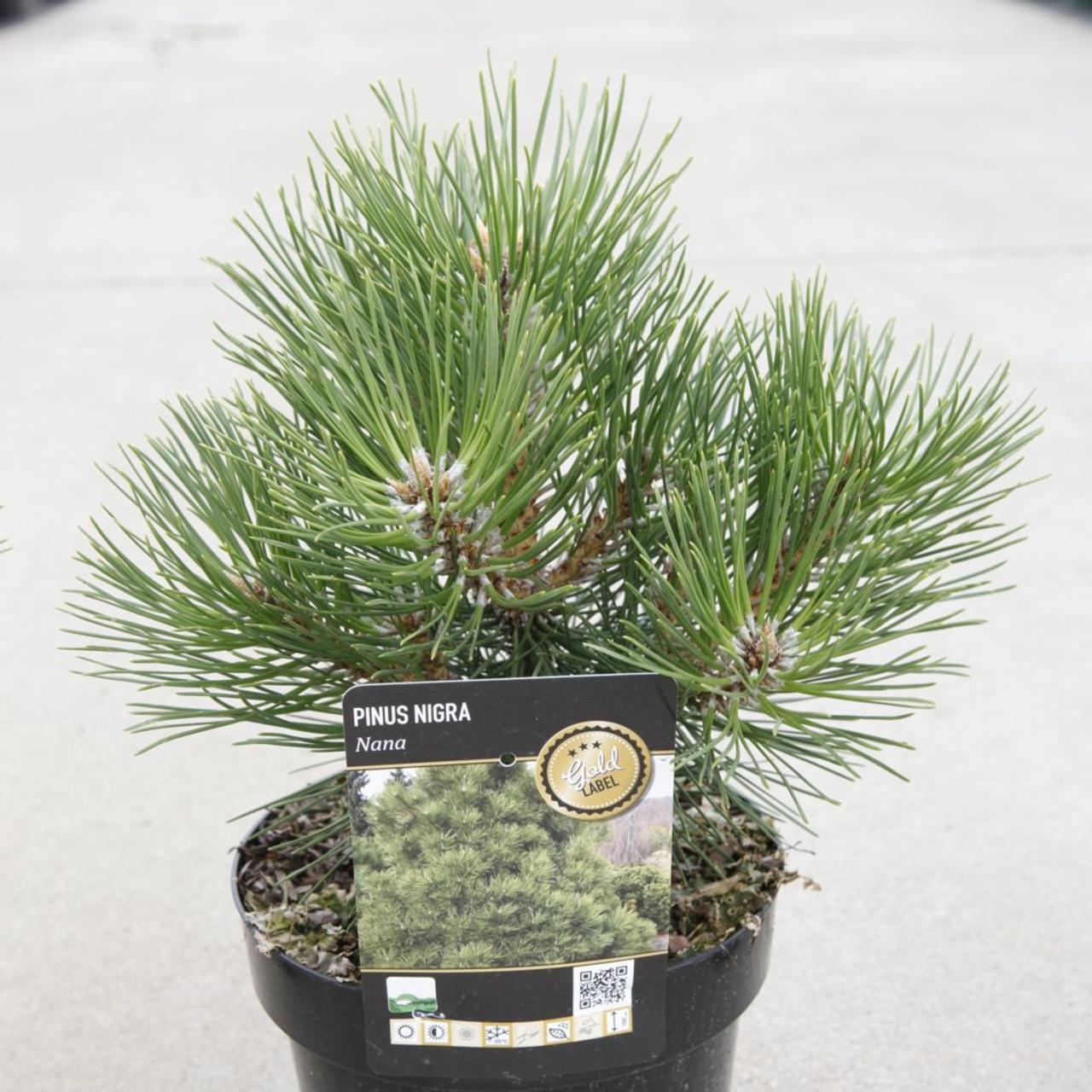 Pinus nigra 'Nana' plant