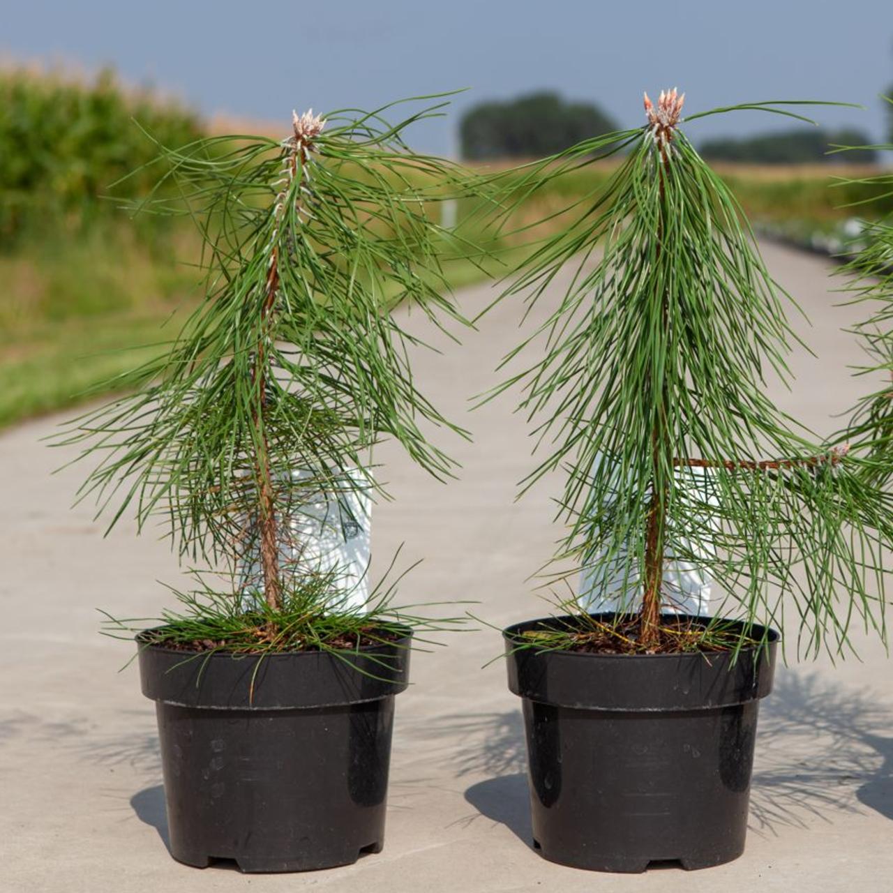 Pinus nigra nigra plant