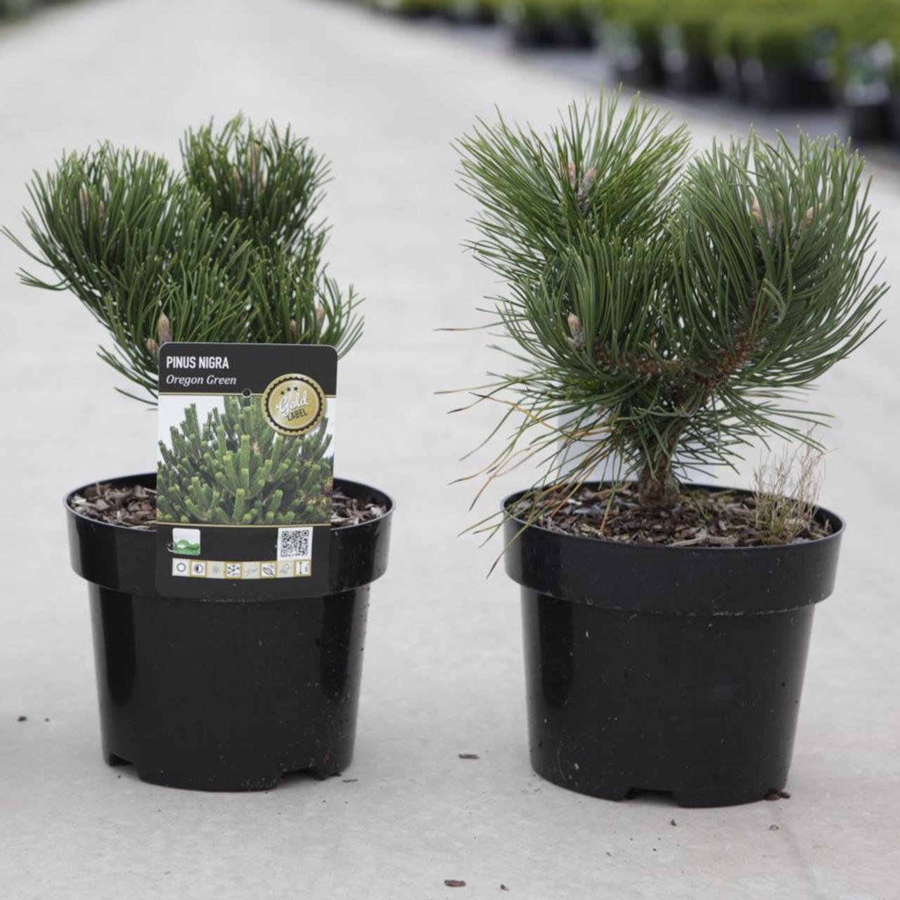 Pinus nigra 'Oregon Green' plant