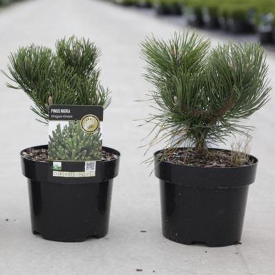 pinus-nigra-oregon-green