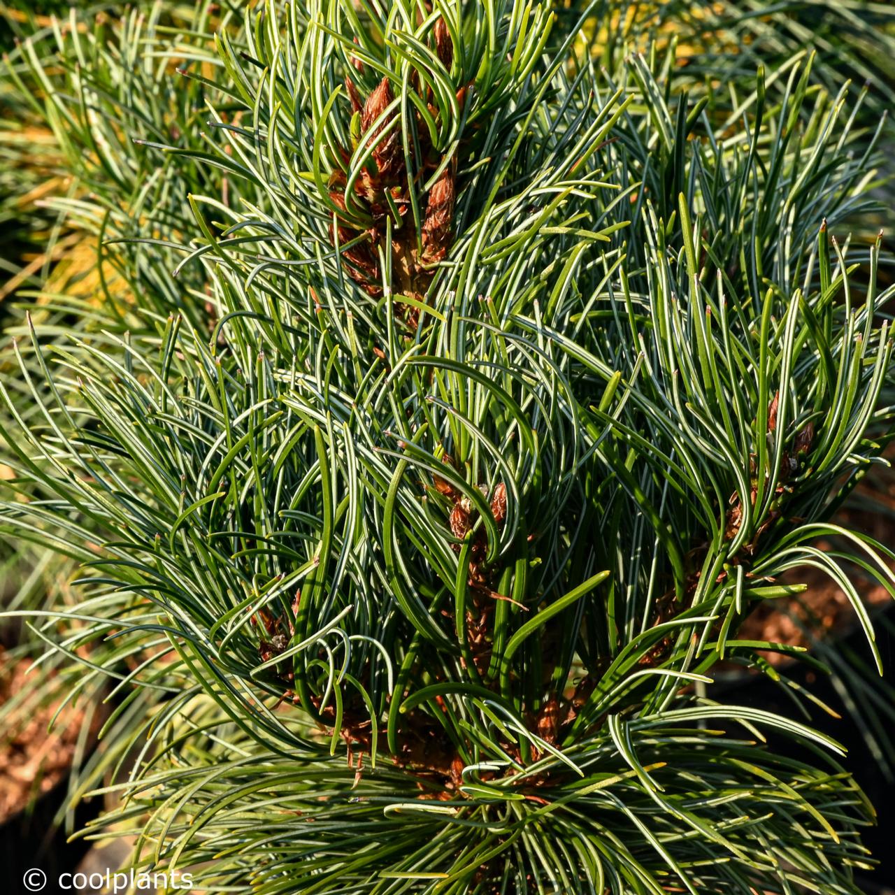 Pinus parviflora 'Bonnie Bergman' plant