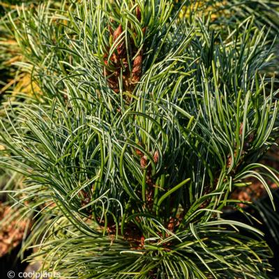 pinus-parviflora-bonnie-bergman