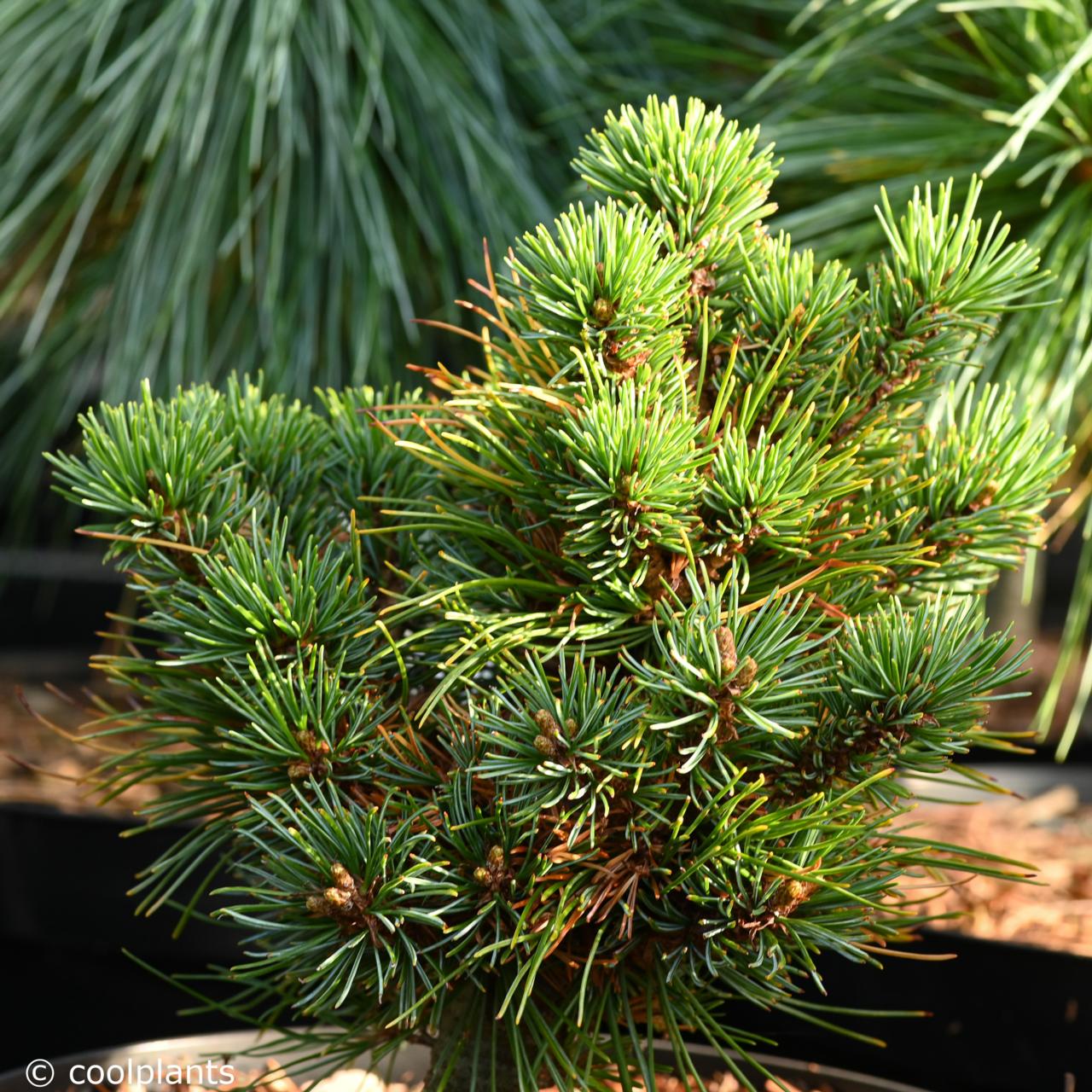 Pinus parviflora 'Catherine Elisabeth' plant