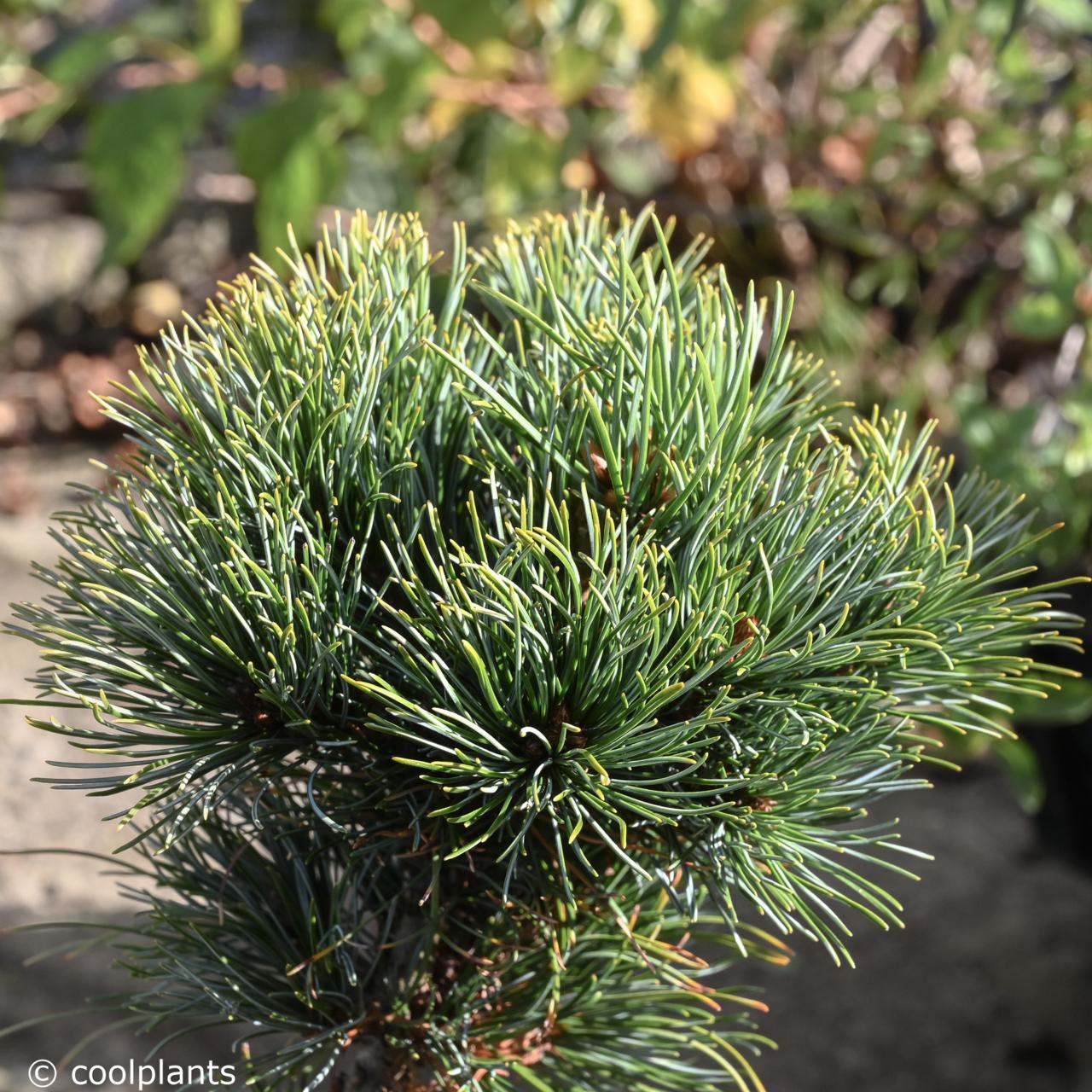 Pinus parviflora 'Fuku-zu-mi' plant