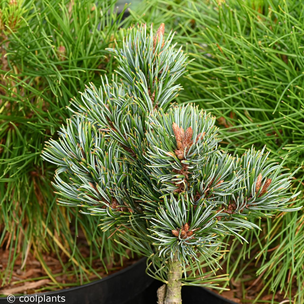 Pinus parviflora 'Kin - po' plant
