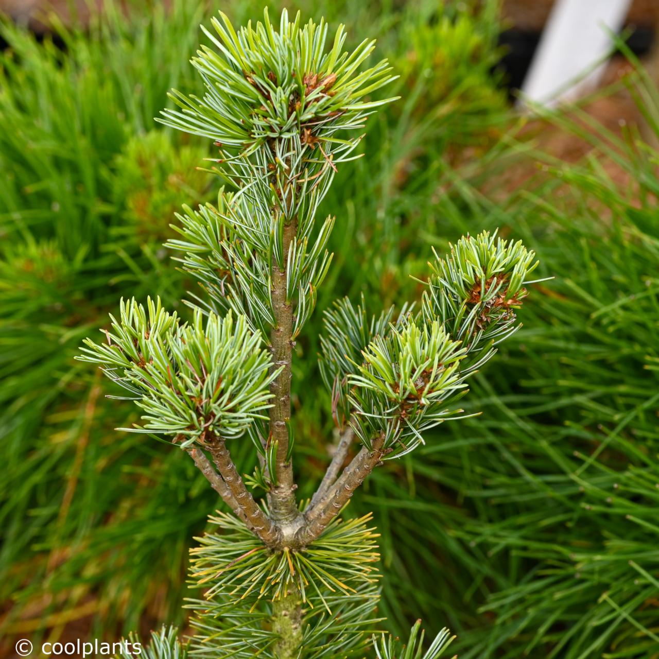 Pinus parviflora 'Ryu-ju' plant