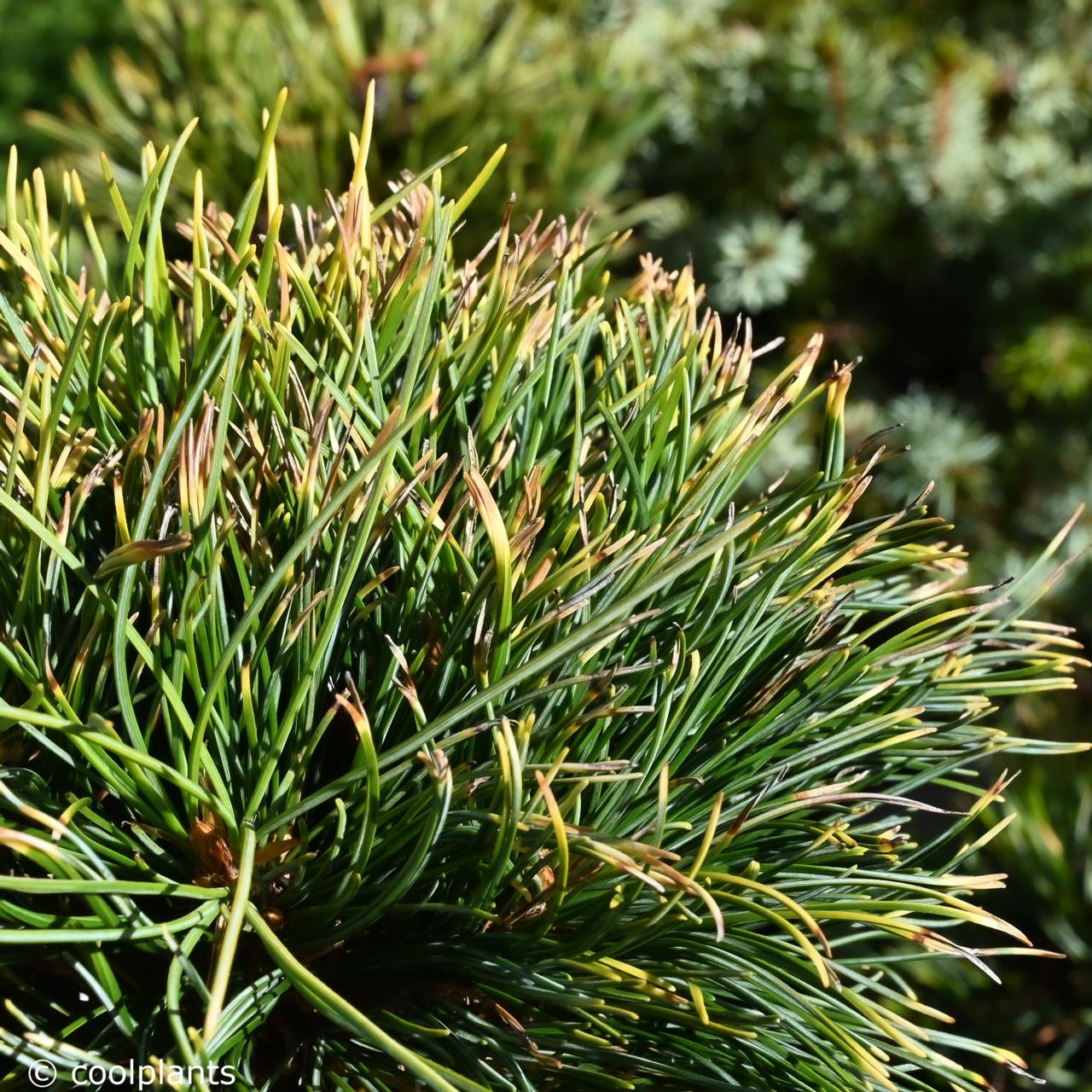 Pinus parviflora 'Tenysu Kazu' plant