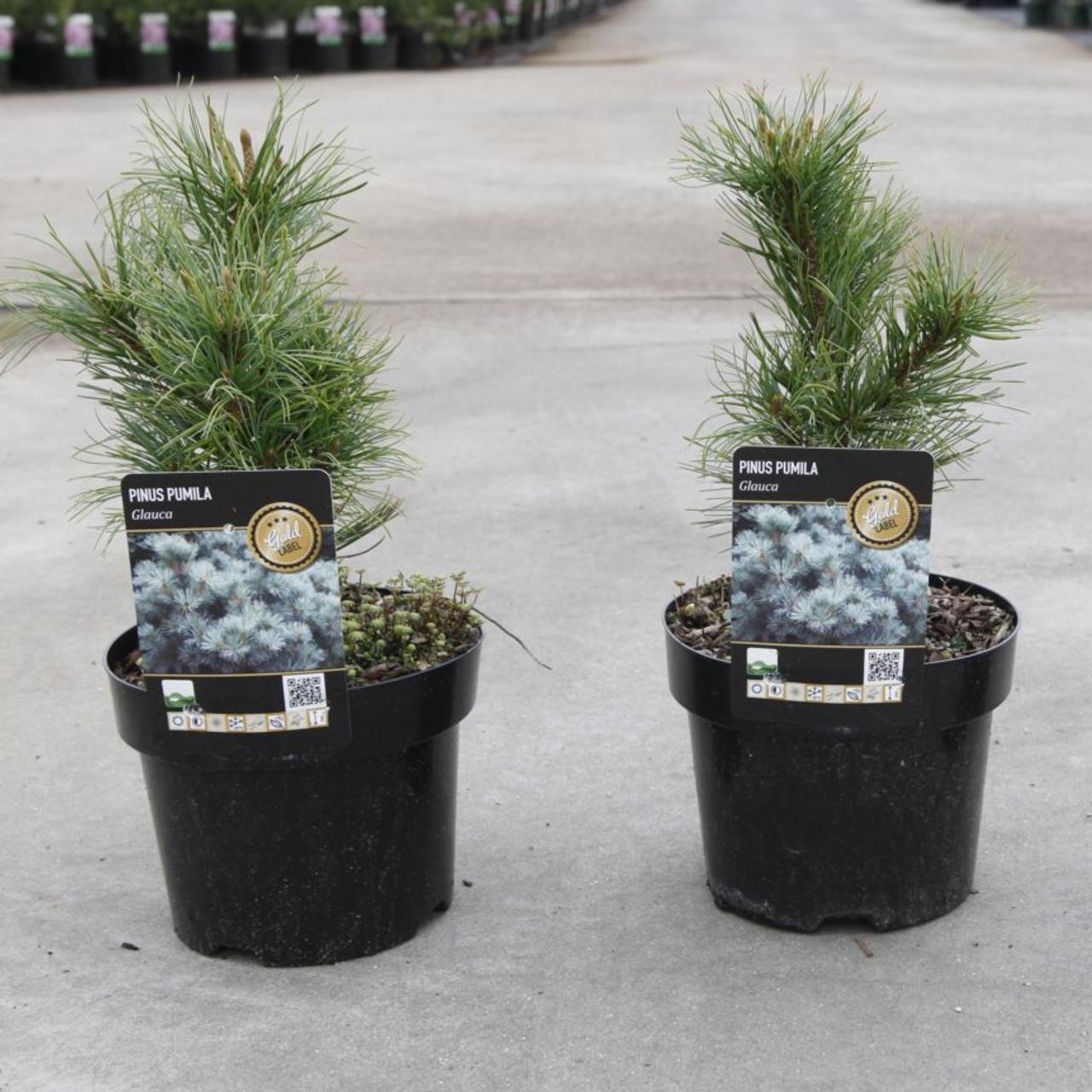 Pinus pumila 'Glauca' plant