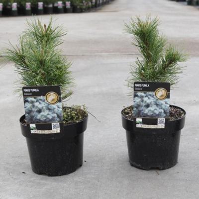 pinus-pumila-glauca