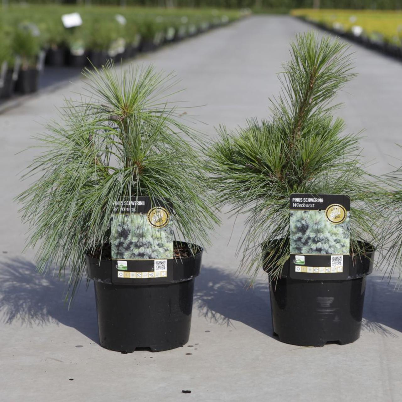 Pinus schwerinii 'Wiethorst' plant