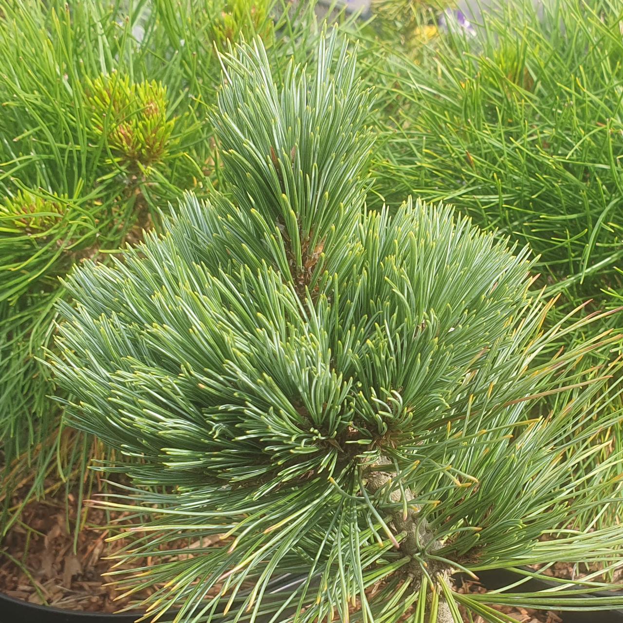 Pinus strobiformis 'Loma Linda' plant