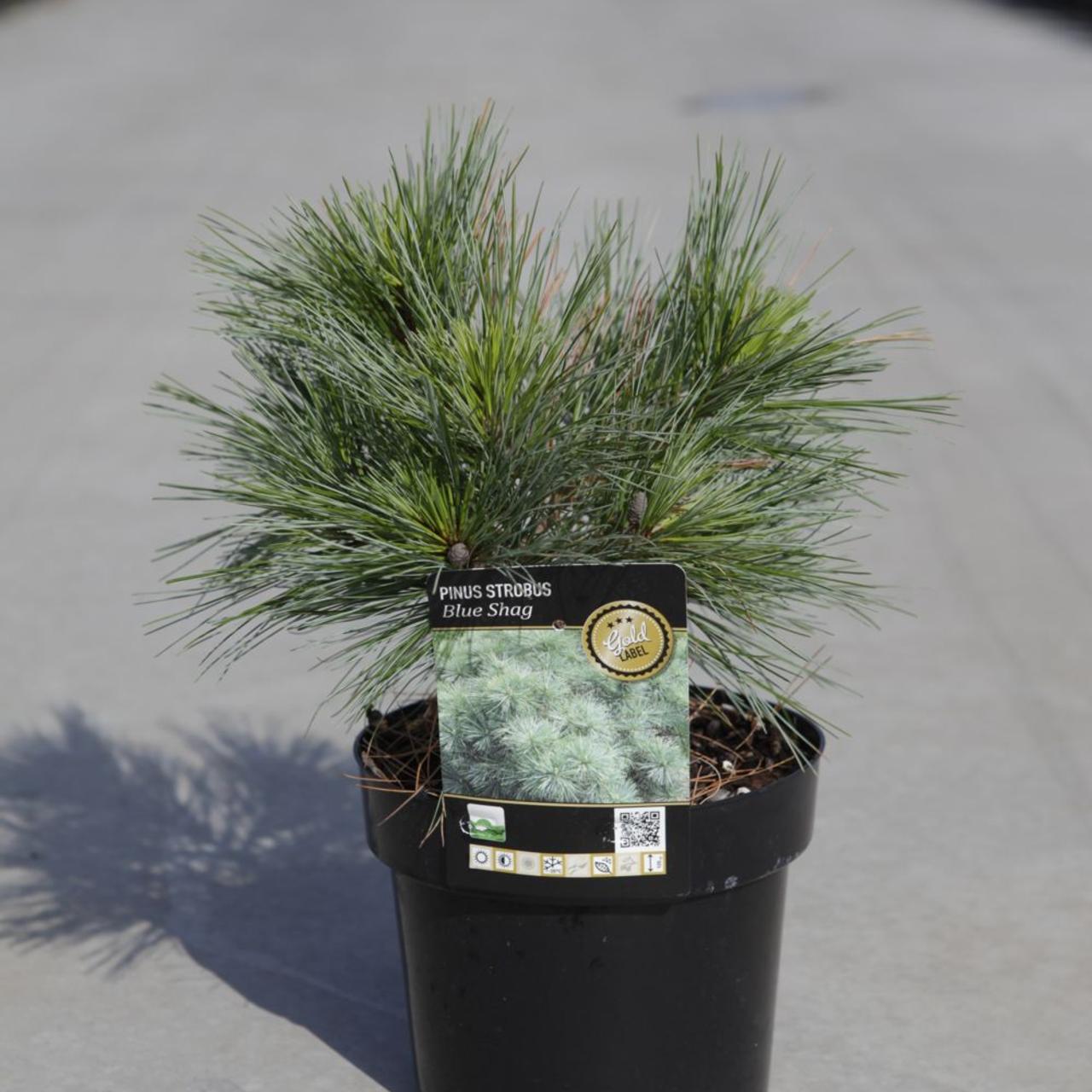 Pinus strobus 'Blue Shag' plant