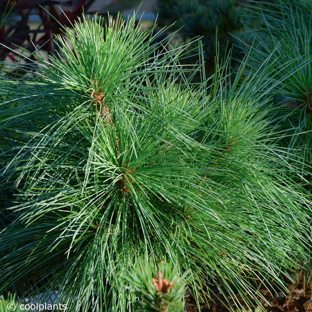 Pinus strobus 'Connecticut Slate' plant