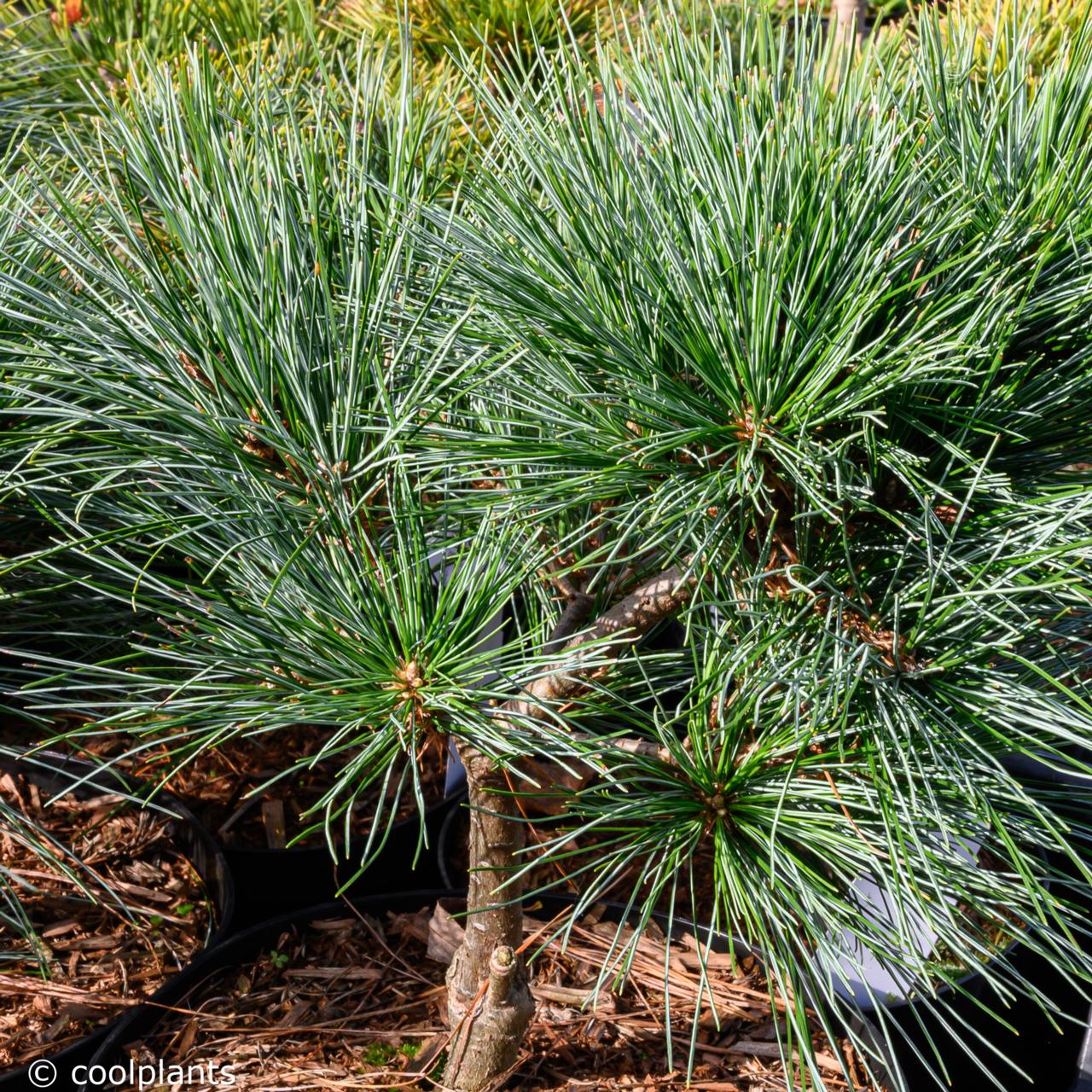 Pinus strobus 'Mary Butler' plant