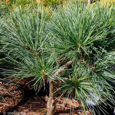 pinus-strobus-mary-butler