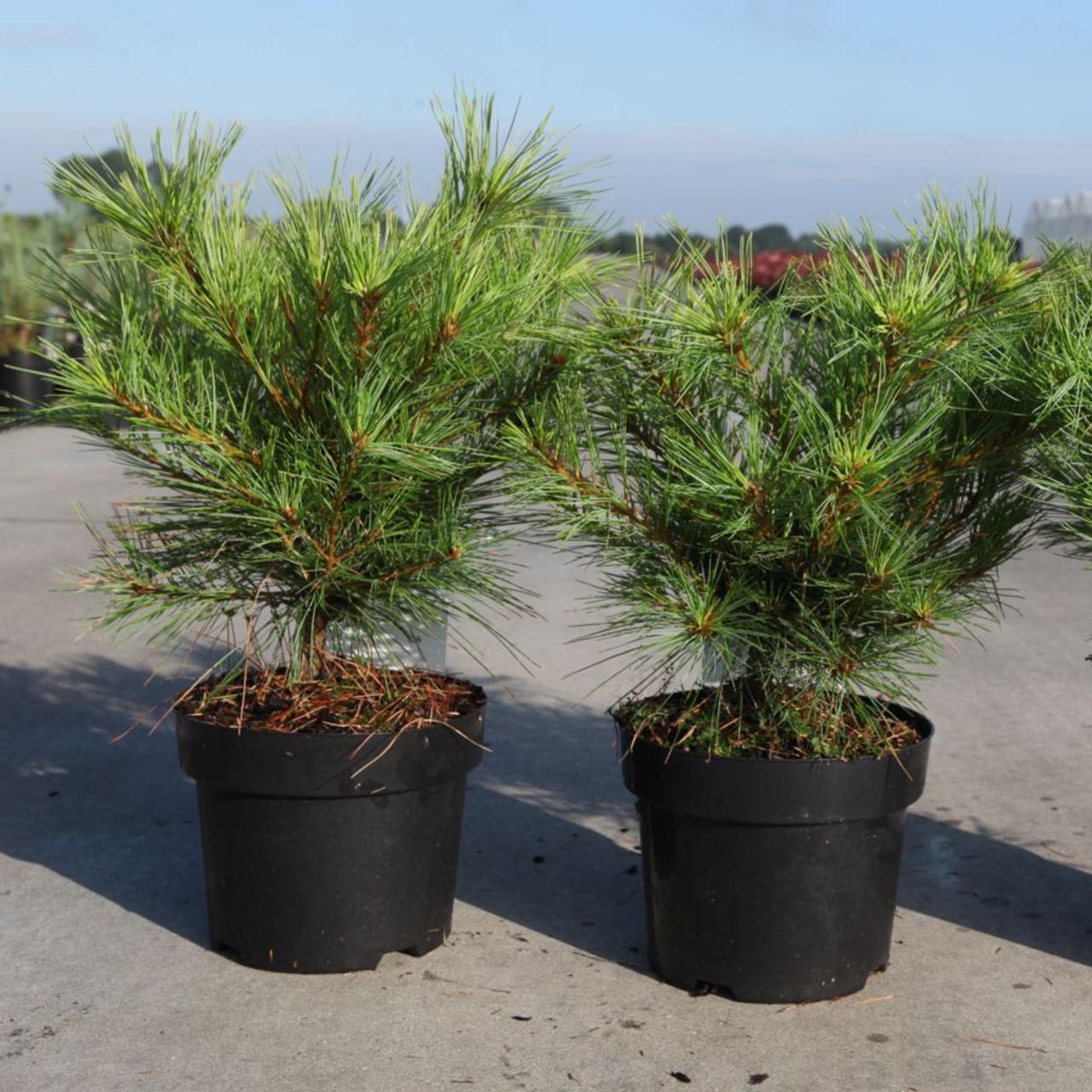 Pinus strobus 'Minima' plant