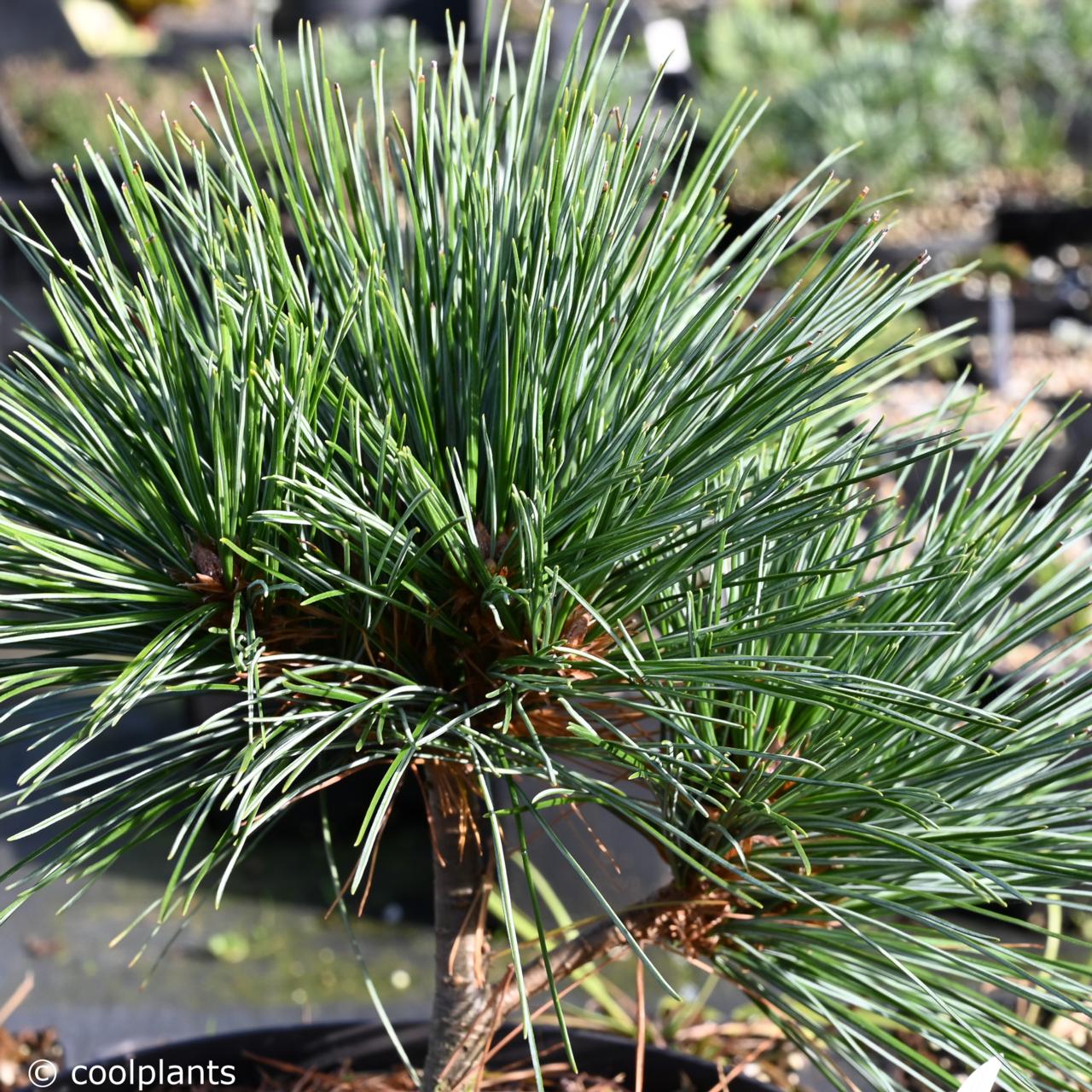 Pinus strobus 'Smokey Hollow' plant