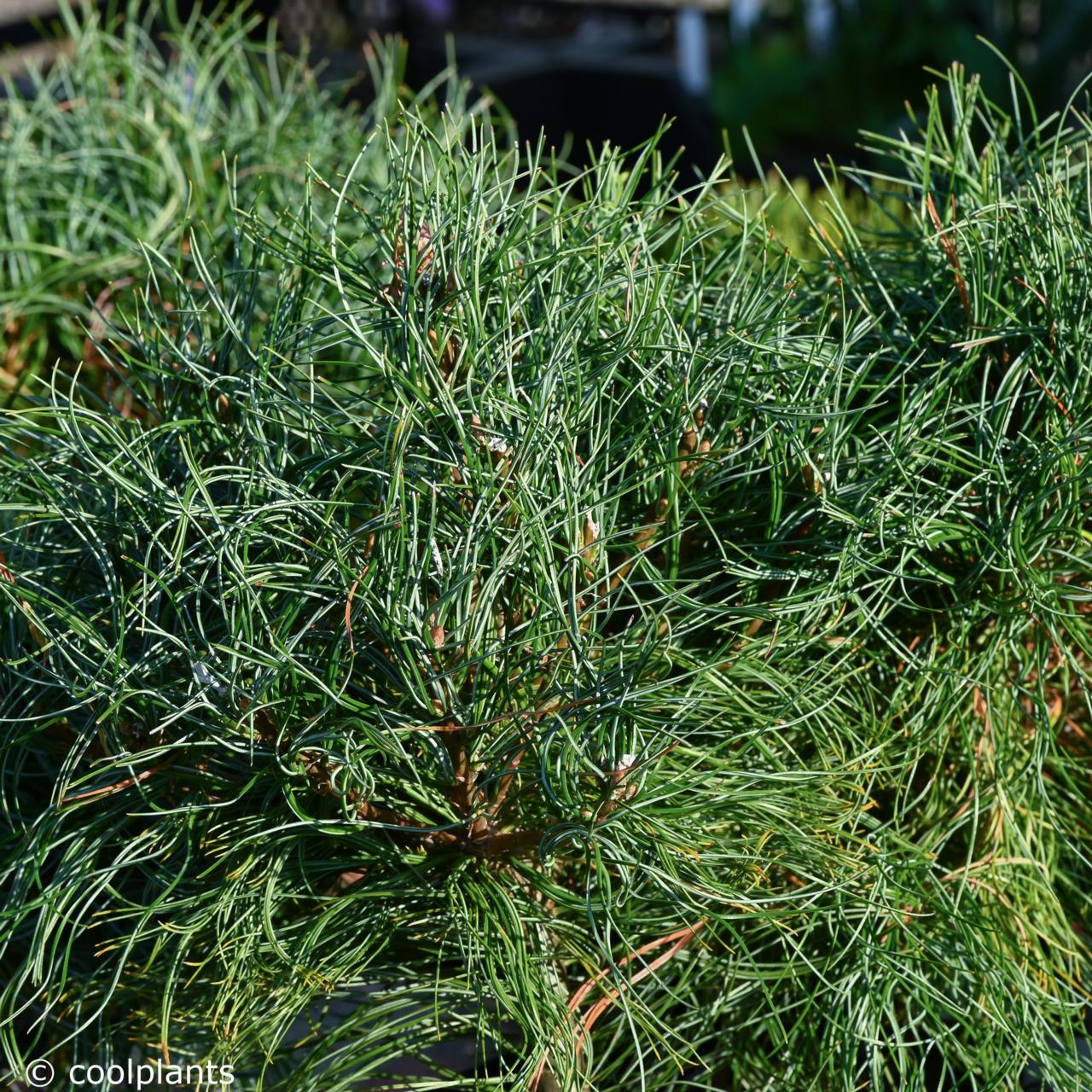 Pinus strobus 'Squigles' plant