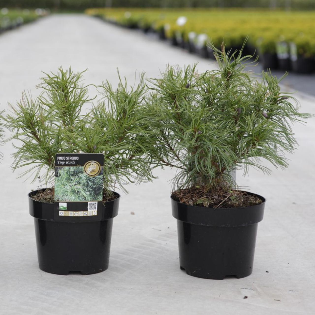 Pinus strobus 'Tiny Kurls' plant