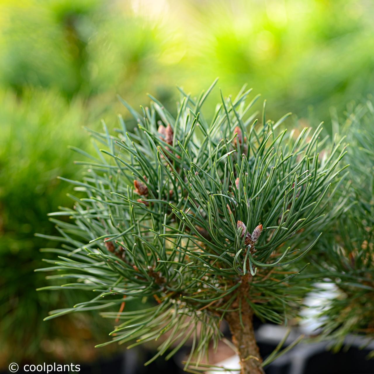 Pinus sylvestris 'Beuvronensis' plant