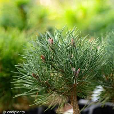 pinus-sylvestris-beuvronensis