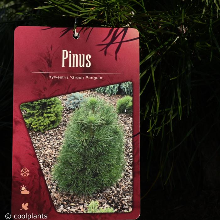 Pinus sylvestris 'Green Penguin' plant