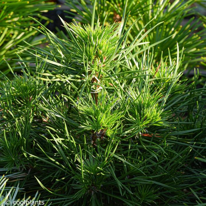 Pinus sylvestris 'Green Penguin' plant