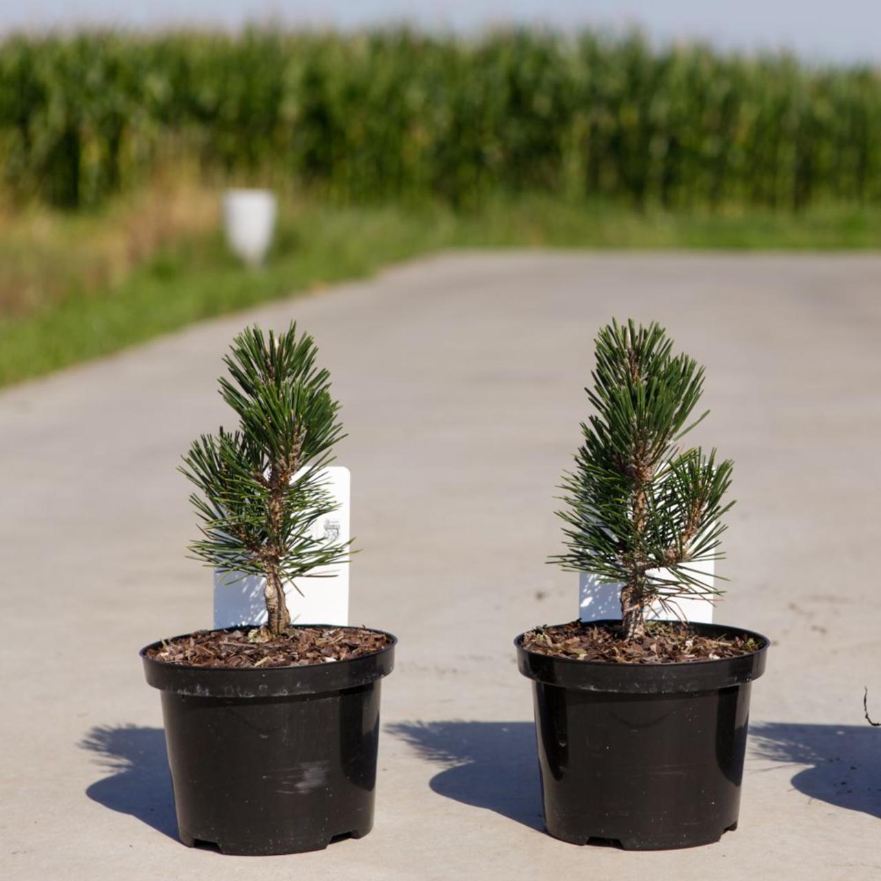 Pinus thunbergii 'Kotobuki' plant