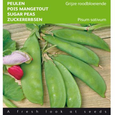 pisum-sativum-grijze-roodbloeiende