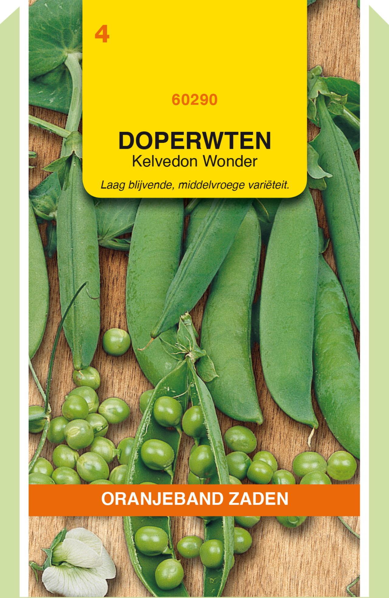 Pisum sativum 'Kelvedon Wonder' plant