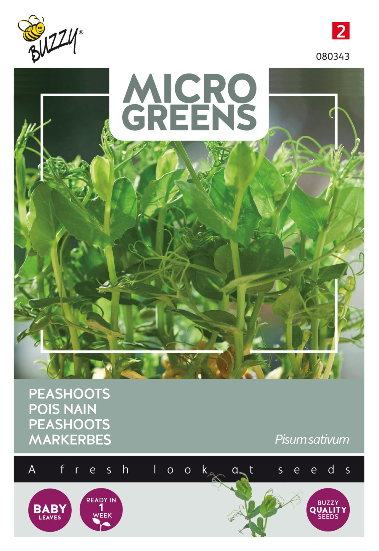 Pisum sativum 'Peashoots' (microgreens) plant