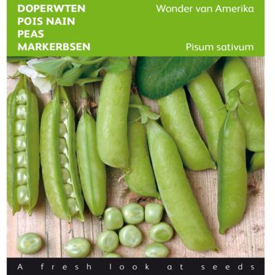 pisum-sativum-wonder-van-amerika