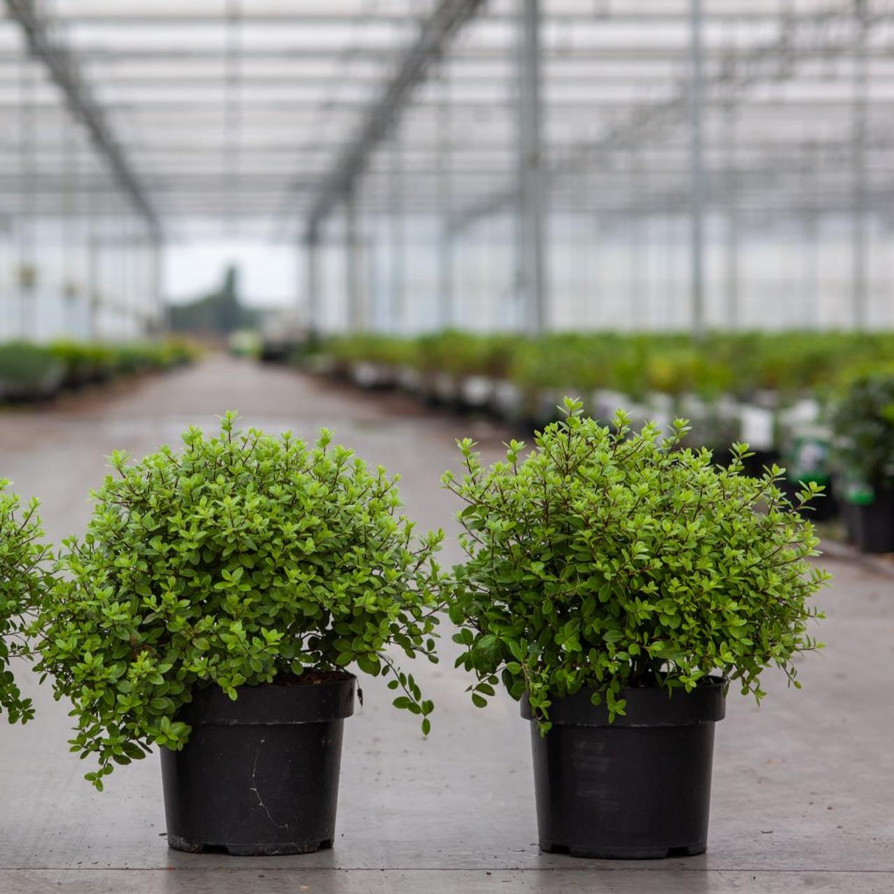pittosporum-tenuifolium-midget Pittosporum tenuifolium 'Midget' plant