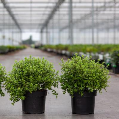 pittosporum-tenuifolium-midget