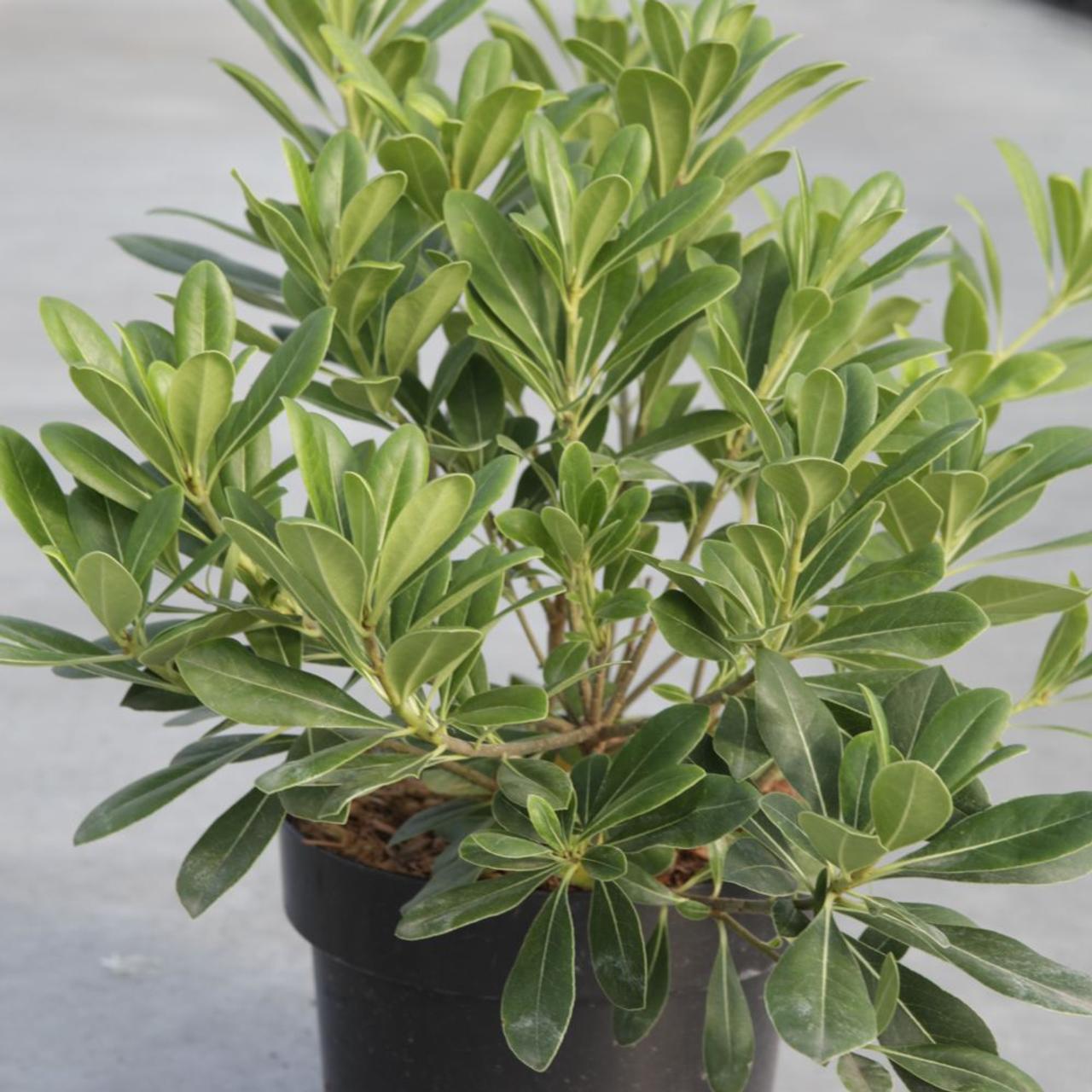 Pittosporum tob. 'Nanum' plant