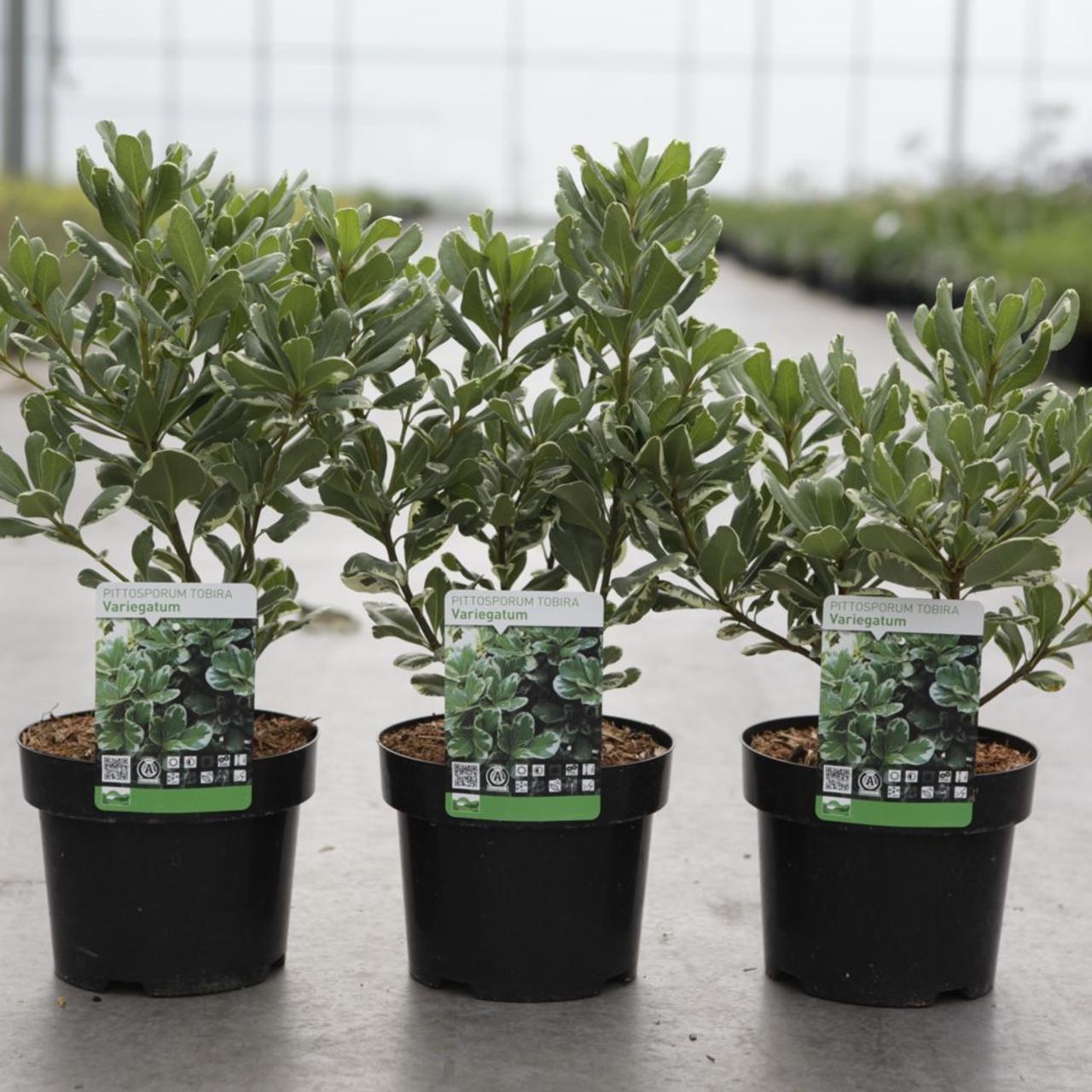pittosporum tob. 'variegatum' - kaufen sie pflanzen bei coolplants