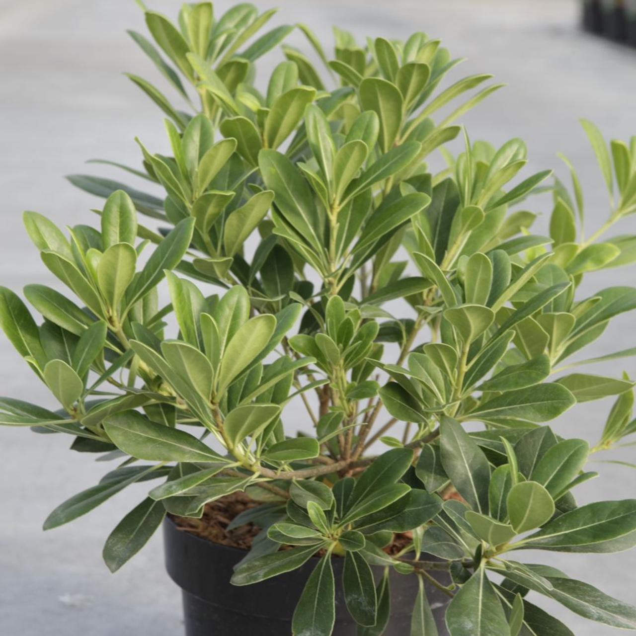 Pittosporum tobira 'Nanum' plant
