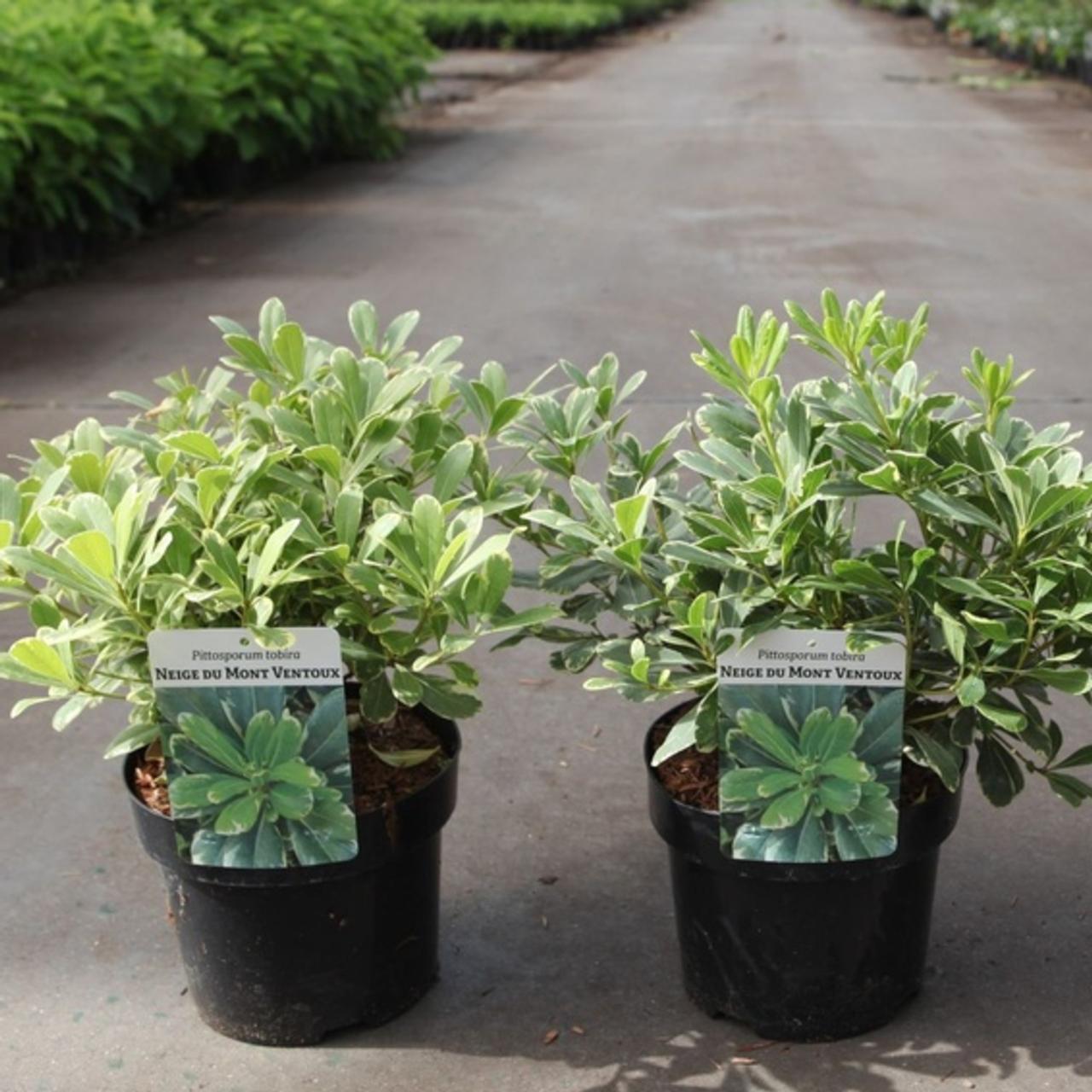 Pittosporum tobira 'Neige du Mont Ventoux' plant