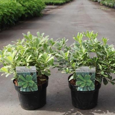 pittosporum-tobira-neige-du-mont-ventoux