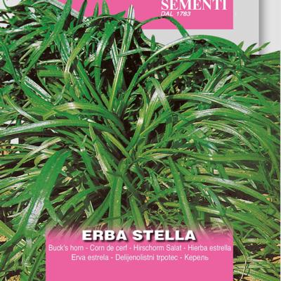 plantago-coronopus