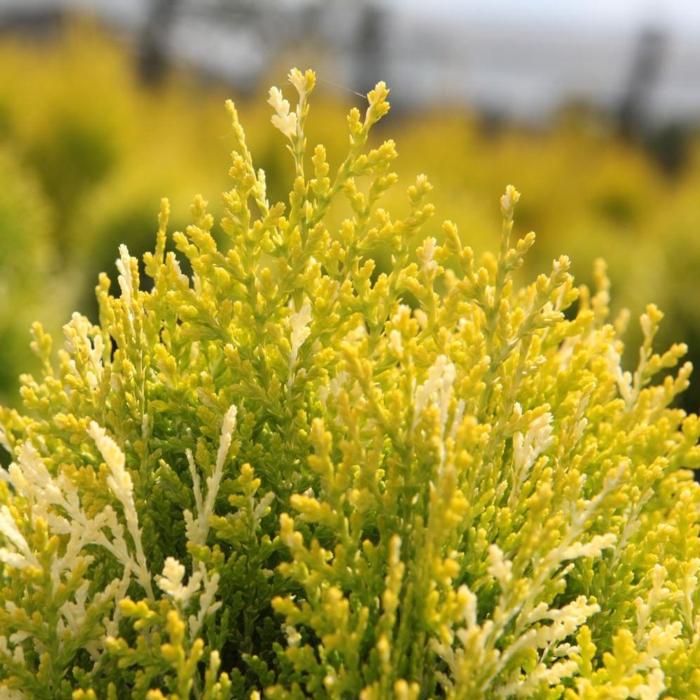 Platycladus orientalis 'Fleck' plant