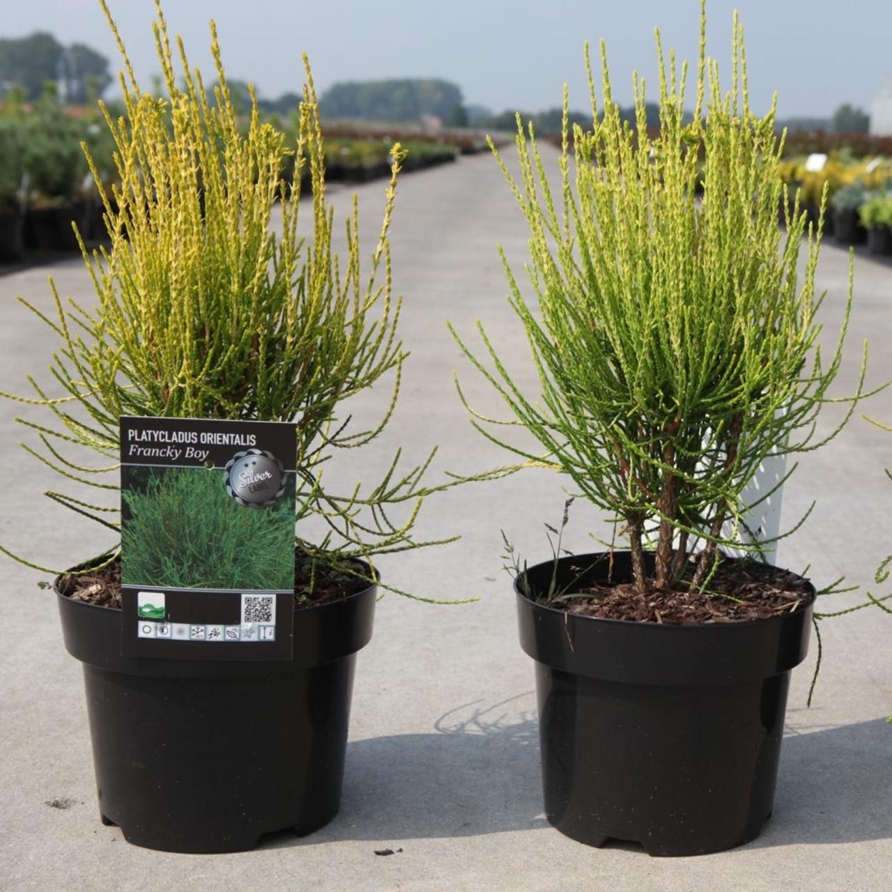 Platycladus orientalis 'Franky Boy' plant