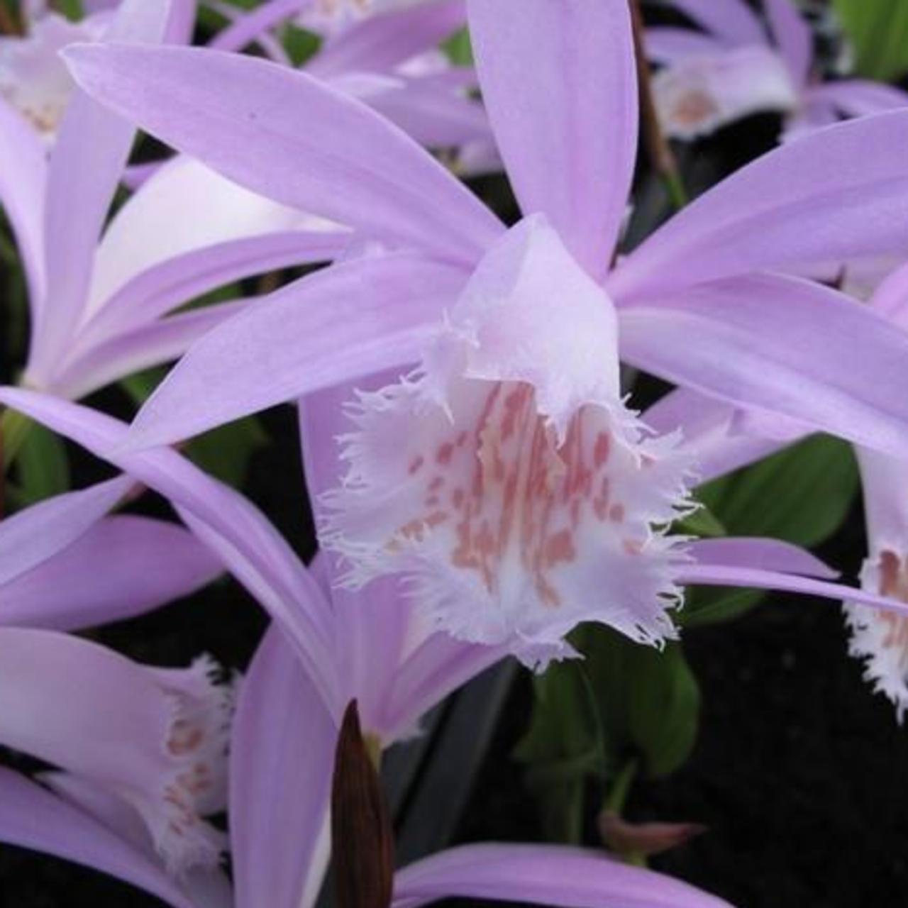 Pleione formosana plant