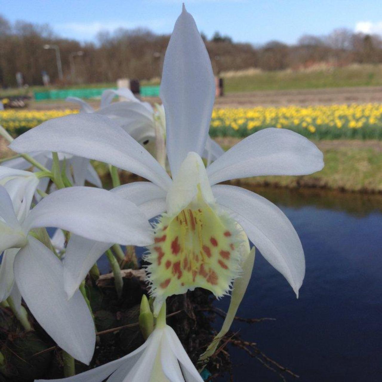 Pleione 'Glacier Peak' plant